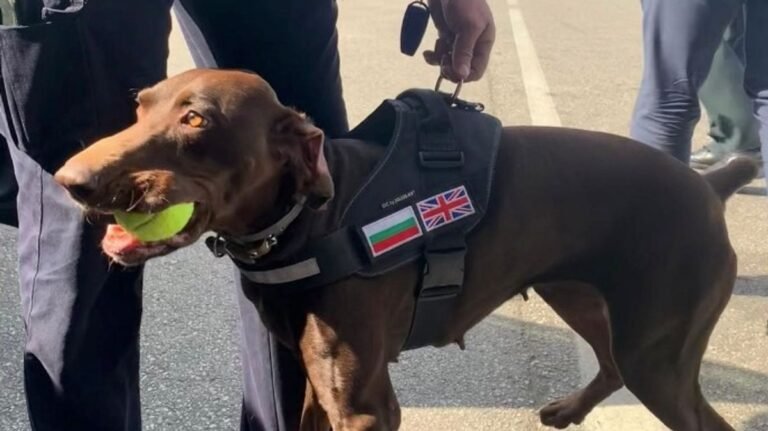 “British Sniffer Dog Adele Helps Seize 76 Illegal Boats”