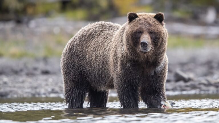 “Massive Grizzly Attack in Bella Coola: Four Hospitalized”